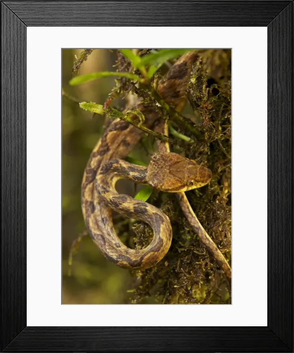 Framed Print : Northern Cat-eyed Snake - Costa Rica - found from southern Texas to Peru Framed Print : Northern Cat-eyed Snake - Costa Rica - found from southern Texas to Peru