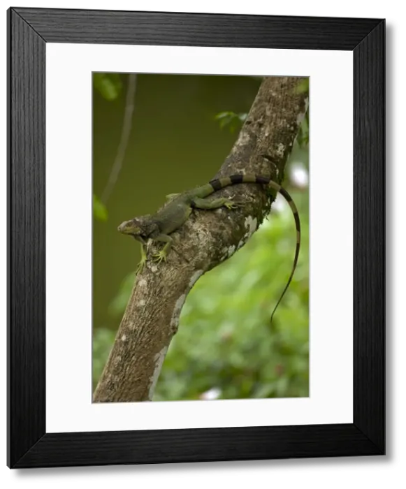 Framed Print : Green Iguana - Tropical rainforest - Costa Rica Framed Print : Green Iguana - Tropical rainforest - Costa Rica
