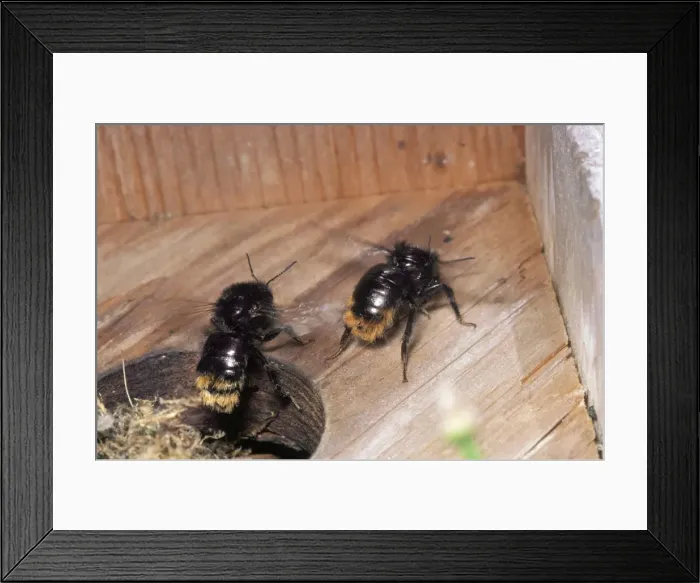 Framed Print : Bumblebee - fanning nest Framed Print : Bumblebee - fanning nest