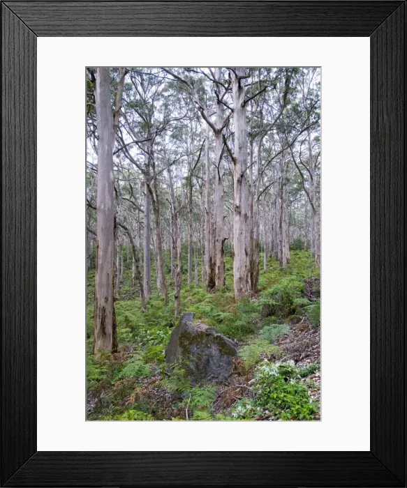 Framed Print : Forest of karri trees, the third tallest tree species in the world. Boranup Forest, Margaret River, Western Australia Framed Print : Forest of karri trees, the third tallest tree species in the world. Boranup Forest, Margaret River, Western Australia