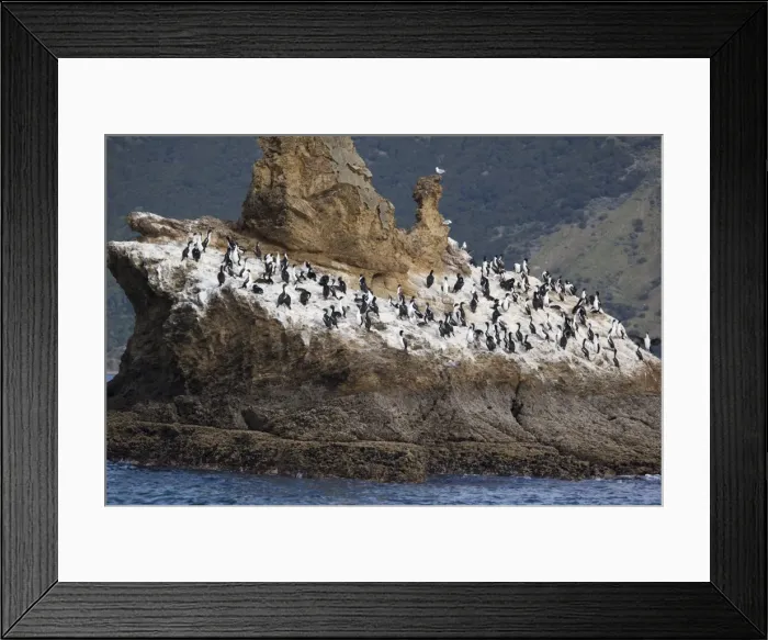Framed Print : New Zealand King Shag / Rough-faced Shag On Duffers Reef Pelorous Sound, South Island, New Zealand. Endemic to the South Island of New Zealand and less than 500 birds known to exist Framed Print : New Zealand King Shag / Rough-faced Shag On Duffers Reef Pelorous Sound, South Island, New Zealand. Endemic to the South Island of New Zealand and less than 500 birds known to exist