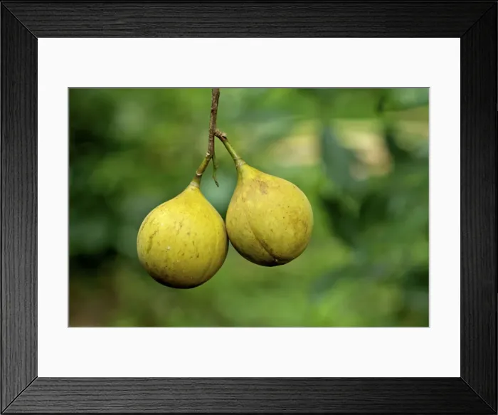 Framed Print : Nutmeg - on the tree - Spice Islands - Indonesia