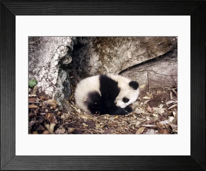 Framed Print : Giant Panda AW 5365 Baby - 4 months. Qinling Mountains, Shaanxi, China. Ailuropoda melanoleuca © Adrian Warren / ardea. com Framed Print : Giant Panda AW 5365 Baby - 4 months. Qinling Mountains, Shaanxi, China. Ailuropoda melanoleuca © Adrian Warren / ardea. com