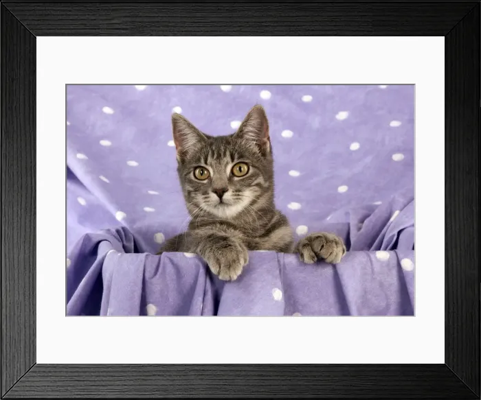 Framed Print : CAT - Grey tabby cat Framed Print : CAT - Grey tabby cat