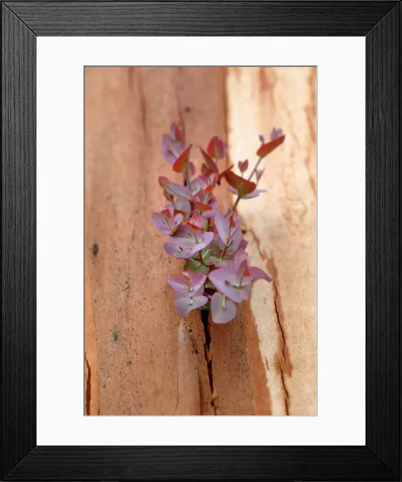 Framed Print : Regrow on Gum trees after bush fire JLR 29 Davies plain - Alpine National Park North East Victoria. Australia © Jean-Marc La-Roque / ardea. com Framed Print : Regrow on Gum trees after bush fire JLR 29 Davies plain - Alpine National Park North East Victoria. Australia © Jean-Marc La-Roque / ardea. com