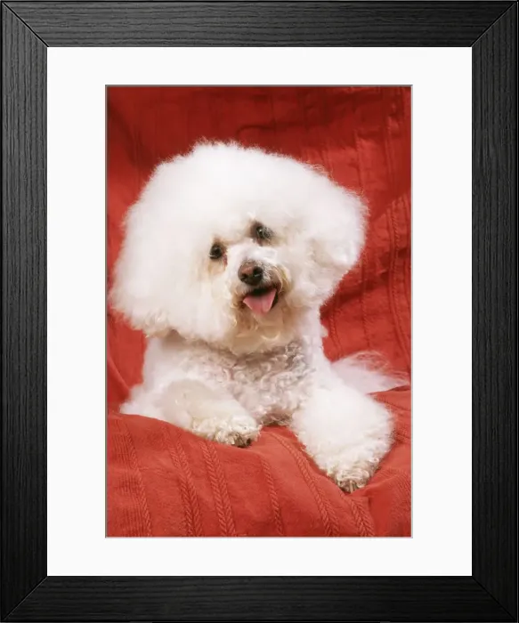 Framed Print : Bichon Frise Dog JD 16117 © John Daniels / ardea. com Framed Print : Bichon Frise Dog JD 16117 © John Daniels / ardea. com