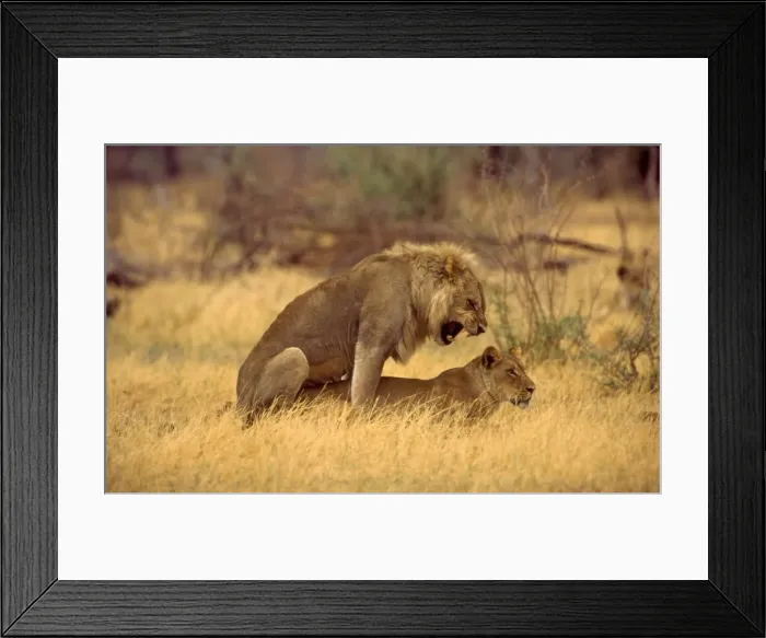 Framed Print : Lions mating CRH 974 Moremi, Botswana Panthera leo © Chris Harvey / ardea. com Framed Print : Lions mating CRH 974 Moremi, Botswana Panthera leo © Chris Harvey / ardea. com