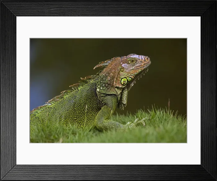 Framed Print : Green Iguana - Tropical rainforest - Costa Rica Framed Print : Green Iguana - Tropical rainforest - Costa Rica