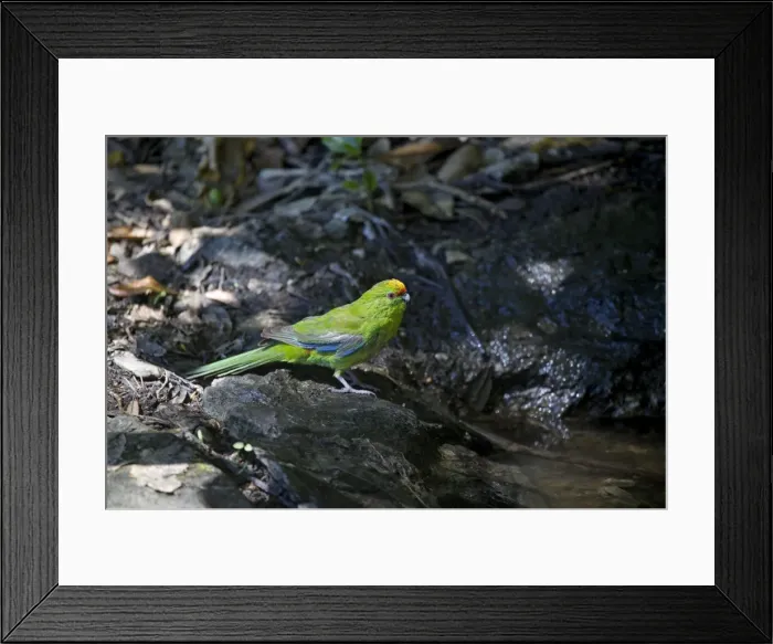 Framed Print : Yellow-crowned Parakeet - at pool - Motuara Island - Queen Charlotte Sound - South Island - New Zealand
