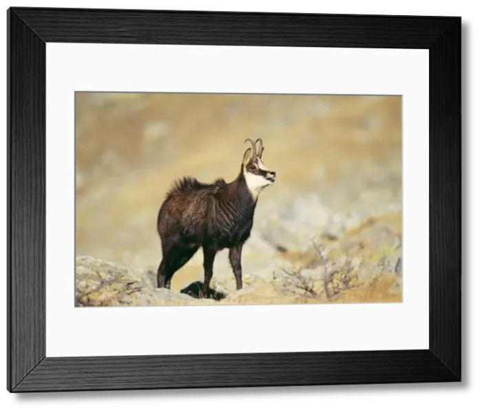 Framed Print : Chamois ED 684 Male, rutting, Mercantour National Park, France. Rupicapra rupicapra © Eric Dragesco / ARDEA LONDON Framed Print : Chamois ED 684 Male, rutting, Mercantour National Park, France. Rupicapra rupicapra © Eric Dragesco / ARDEA LONDON