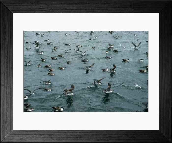 Framed Print : Great / Greater Shearwater Framed Print : Great / Greater Shearwater