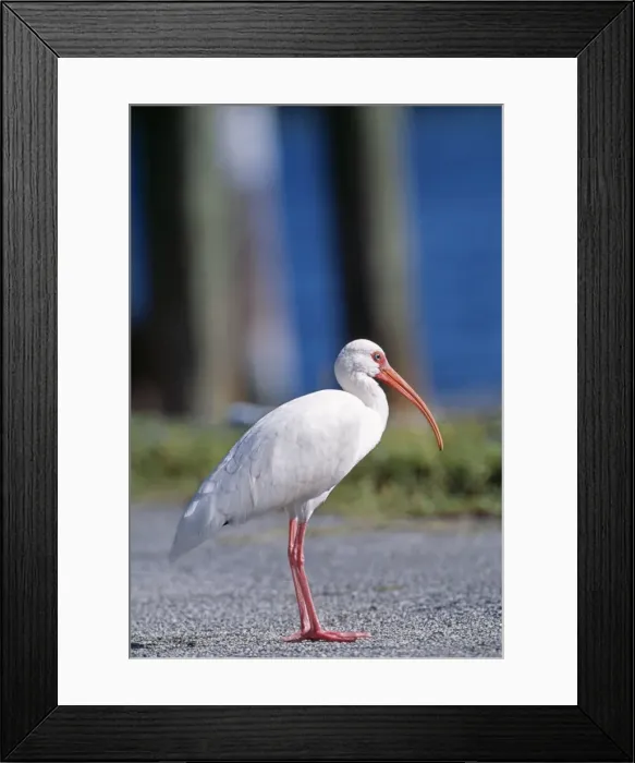 Framed Print : White Ibis - USA Framed Print : White Ibis - USA
