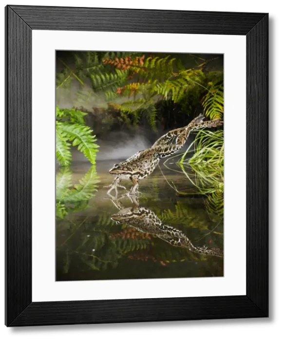 Framed Print : Marsh Frog - jumping into misty pond - controlled conditions 14923 Framed Print : Marsh Frog - jumping into misty pond - controlled conditions 14923