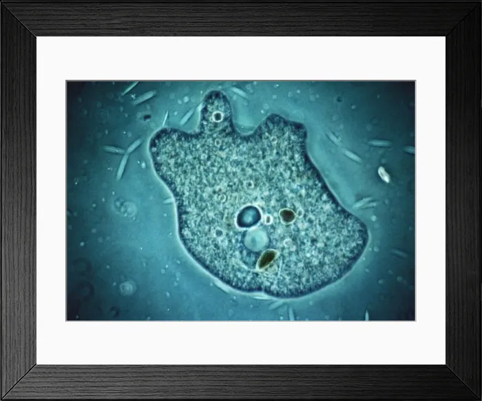 Framed Print : Amoeba - Phase contrast Framed Print : Amoeba - Phase contrast