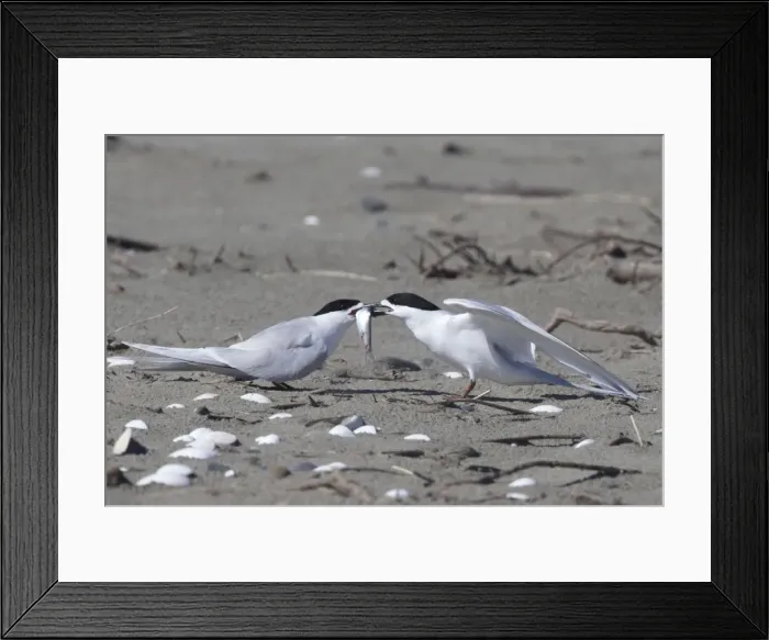 Framed Print : White-fronted Tern - courtship feeding - Ashley River estuary - Canterbury - New Zealand Framed Print : White-fronted Tern - courtship feeding - Ashley River estuary - Canterbury - New Zealand