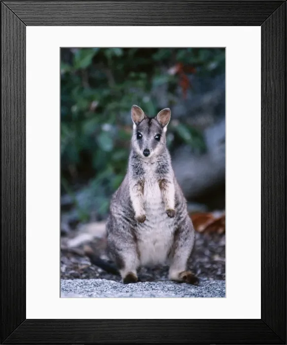 Framed Print : Mareeba Rock Wallaby CAN 469 Australia © John Cancalosi / ardea. com Framed Print : Mareeba Rock Wallaby CAN 469 Australia © John Cancalosi / ardea. com