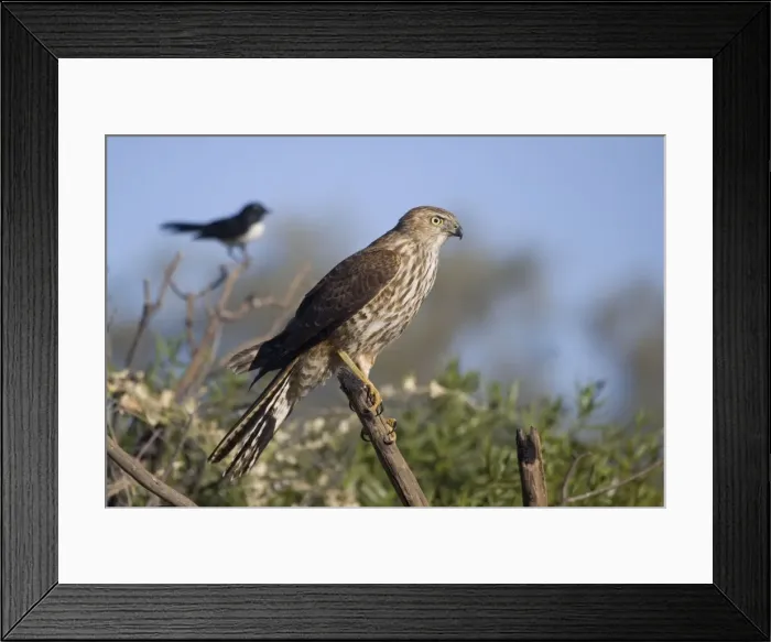Framed Print : Brown Goshawk - immature - near Ti Tree where it was attempting to catch Zebra Finches - in turn a Willie Wagtail was annoying the Brown Goshawk. Northern Territory - Australia Framed Print : Brown Goshawk - immature - near Ti Tree where it was attempting to catch Zebra Finches - in turn a Willie Wagtail was annoying the Brown Goshawk. Northern Territory - Australia