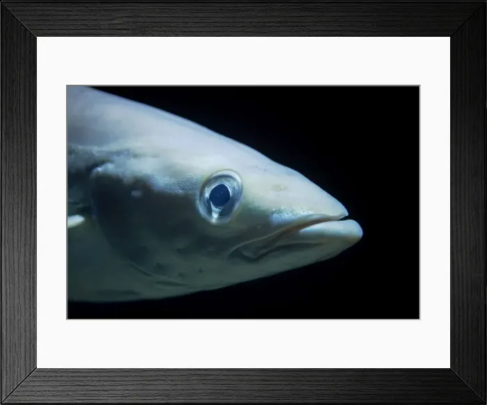 Framed Print : Atlantic Cod Gadus morhua FI000013 Framed Print : Atlantic Cod Gadus morhua FI000013