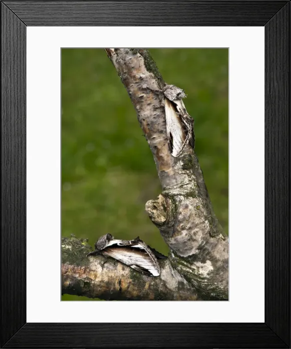 Framed Print : Swallow Prominent Moth (top) Lesser Swallow Prominent Moth (bottom) - both resting on branch - Lincolnshire - UK Framed Print : Swallow Prominent Moth (top) Lesser Swallow Prominent Moth (bottom) - both resting on branch - Lincolnshire - UK