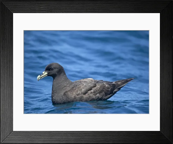 Framed Print : White-chinned Petrel - on sea - offshore from Kaikoura, South Island, New Zealand Framed Print : White-chinned Petrel - on sea - offshore from Kaikoura, South Island, New Zealand