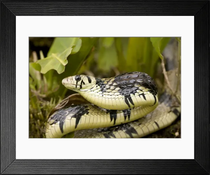 Framed Print : Tropical Rat Snake - defensive display - tropical rainforest - Costa Rica Framed Print : Tropical Rat Snake - defensive display - tropical rainforest - Costa Rica