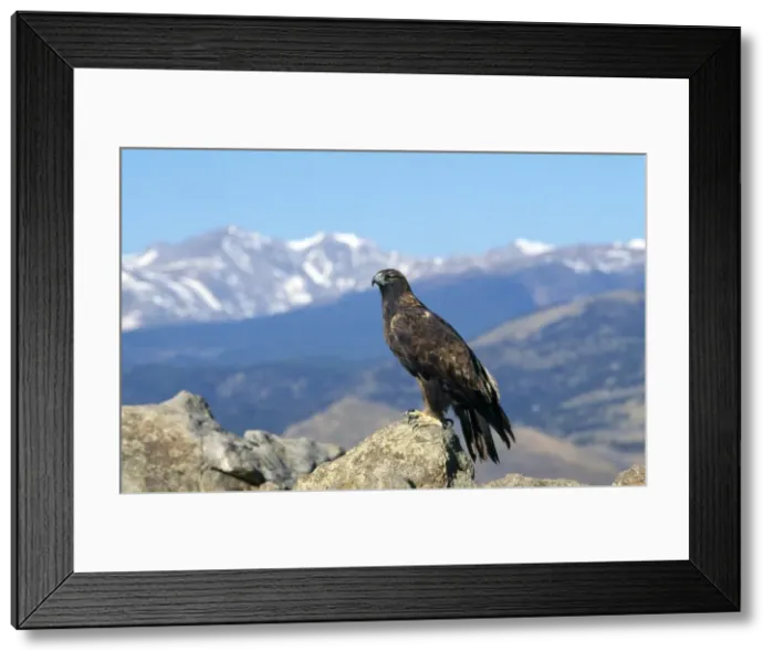 Framed Print : Golden Eagle Framed Print : Golden Eagle