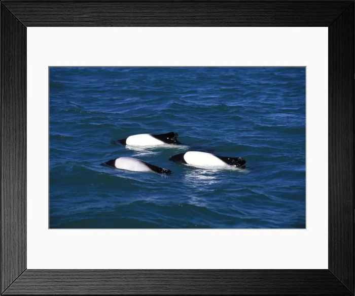 Framed Print : Commerson's Dolphins FG 12441 Three together swimming in the ria of Rio Deseado, Puerto Deseado, Province Santa Cruz, Patagonia, Argentina Cephalorhynchus commersonii © Francois Gohier / ardea. com Framed Print : Commerson's Dolphins FG 12441 Three together swimming in the ria of Rio Deseado, Puerto Deseado, Province Santa Cruz, Patagonia, Argentina Cephalorhynchus commersonii © Francois Gohier / ardea. com
