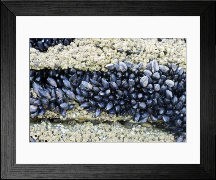 Framed Print : Acorn Barnacles and young Common Mussel exposed at low tide - Brough Head - Orkney Mainland IN000923 Framed Print : Acorn Barnacles and young Common Mussel exposed at low tide - Brough Head - Orkney Mainland IN000923