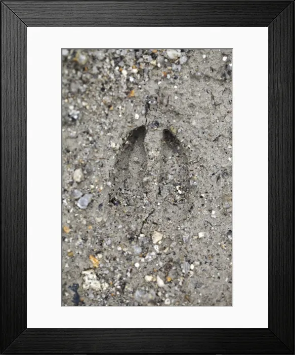 Framed Print : Red Deer - hoof print Framed Print : Red Deer - hoof print