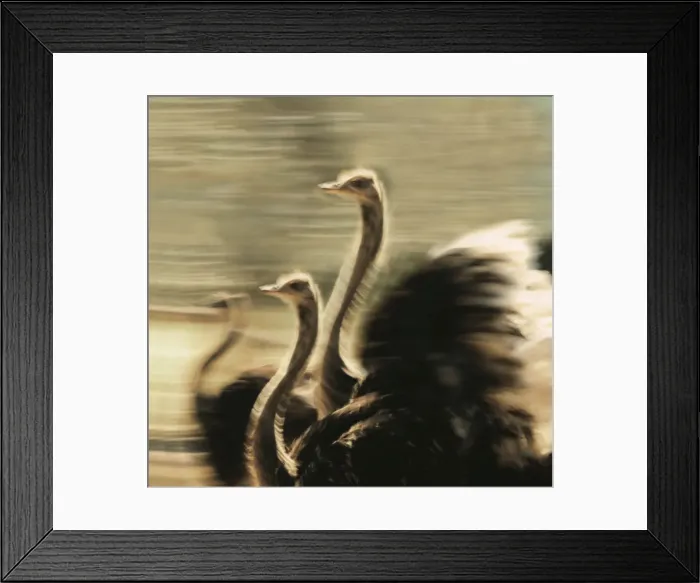 Framed Print : Ostriches CRH 939 Running in a zig-zag pattern Moremi, Botswana Struthio camelus © Chris Harvey / ardea. com Framed Print : Ostriches CRH 939 Running in a zig-zag pattern Moremi, Botswana Struthio camelus © Chris Harvey / ardea. com