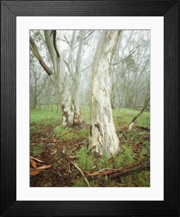 Framed Print : Snow Gum - High Country - Mt Cobbler Wonangatta-Moroka section, Alpine National Park, Victoria, Australia JLR03939 Framed Print : Snow Gum - High Country - Mt Cobbler Wonangatta-Moroka section, Alpine National Park, Victoria, Australia JLR03939