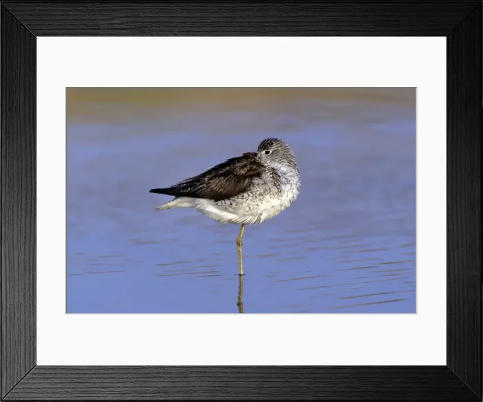 Framed Print : Greenshank Framed Print : Greenshank