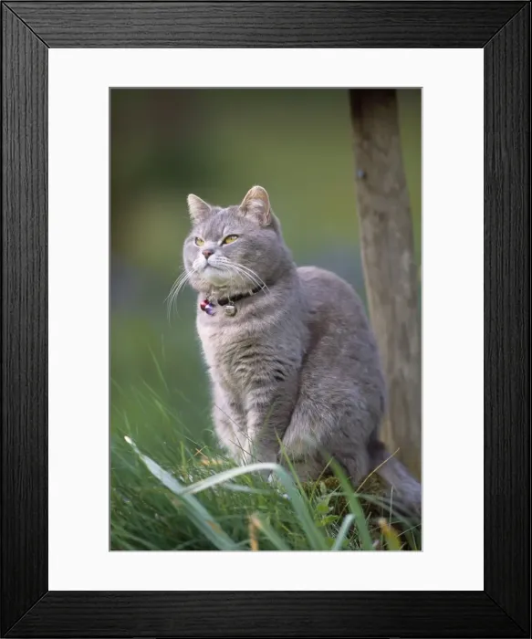 Framed Print : Cat - wearing collar with bells to warn birds Framed Print : Cat - wearing collar with bells to warn birds
