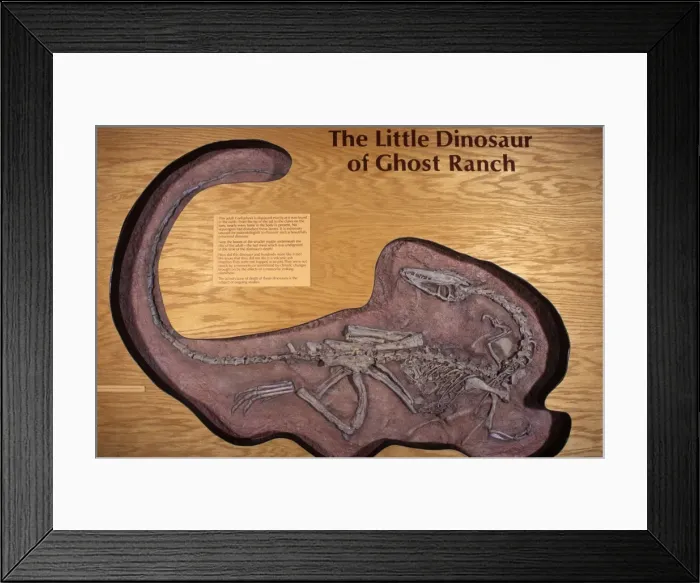 Framed Print : Dinosaurs: Coelophysis, a small Theropod (carnivorous dinosaur) of the Late Triassic. Triassic, Chinle Formation, Ghost Ranch, New Mexico, USA Coelophysis was a small carnivorous dinosaur Framed Print : Dinosaurs: Coelophysis, a small Theropod (carnivorous dinosaur) of the Late Triassic. Triassic, Chinle Formation, Ghost Ranch, New Mexico, USA Coelophysis was a small carnivorous dinosaur
