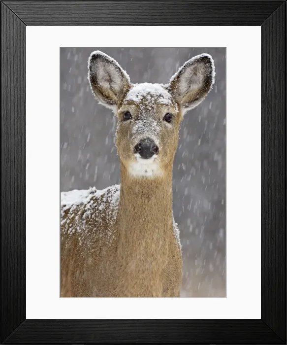 Framed Print : White-tailed Deer - doe in winter snow - New York - USA Framed Print : White-tailed Deer - doe in winter snow - New York - USA