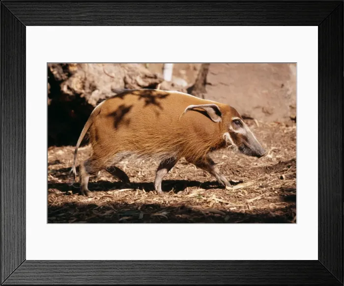Framed Print : Red River Hog / Western Bush Pig FG 10715 Western & Central Africa Francois Gohier © Francois Gohier / ARDEA LONDON Framed Print : Red River Hog / Western Bush Pig FG 10715 Western & Central Africa Francois Gohier © Francois Gohier / ARDEA LONDON