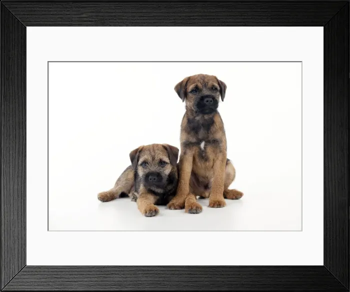 Framed Print : DOG - Border terrier puppies sitting together (13 weeks old) Framed Print : DOG - Border terrier puppies sitting together (13 weeks old)