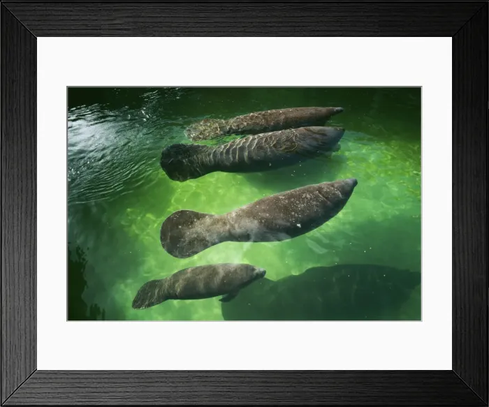 Framed Print : Manatees FG 2828 Trichechus manatus © Francois Gohier / ardea. com Framed Print : Manatees FG 2828 Trichechus manatus © Francois Gohier / ardea. com