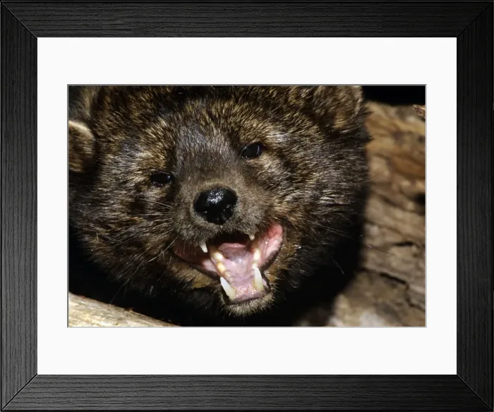 Framed Print : Fisher - defensive posture Framed Print : Fisher - defensive posture