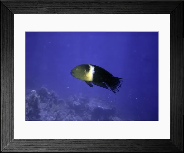Framed Print : Ragged-tailed Wrasse Framed Print : Ragged-tailed Wrasse