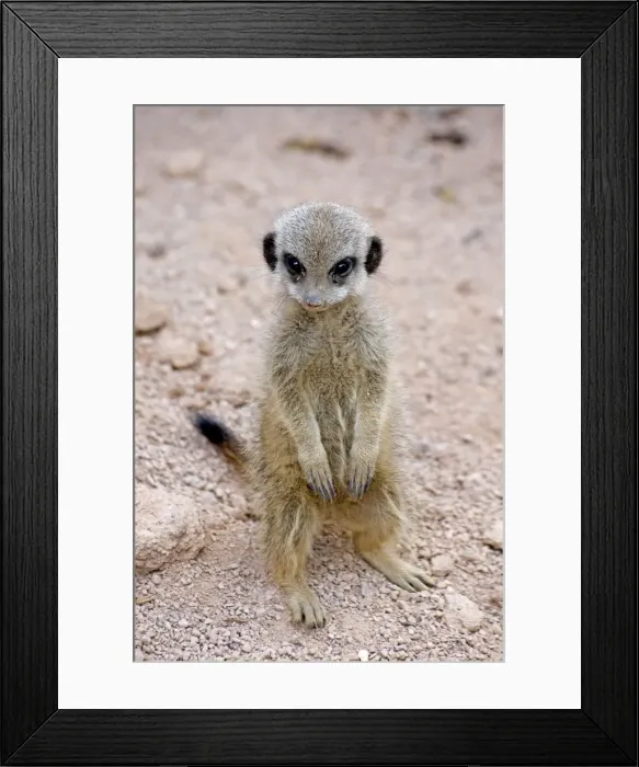 Framed Print : Meerkat / Suricarte - baby Framed Print : Meerkat / Suricarte - baby