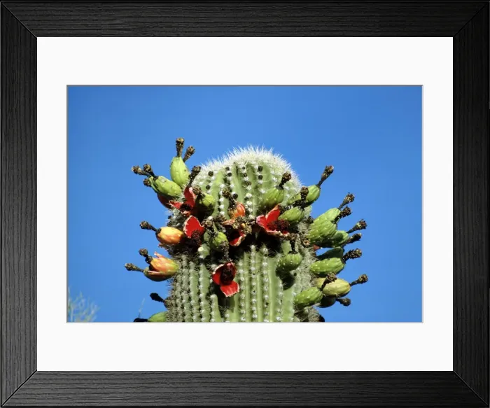 Framed Print : Saguaro Cactus - in fruit Framed Print : Saguaro Cactus - in fruit