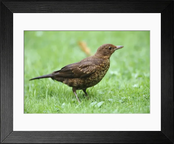 Framed Print : Blackbird - female Framed Print : Blackbird - female
