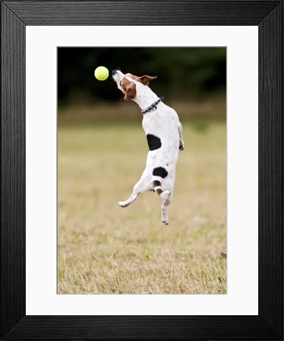 Framed Print : Jack Russell - jumping for ball 14274 Framed Print : Jack Russell - jumping for ball 14274