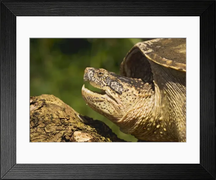 Framed Print : Common Snapping Turtle - close up - controlled conditions 14173