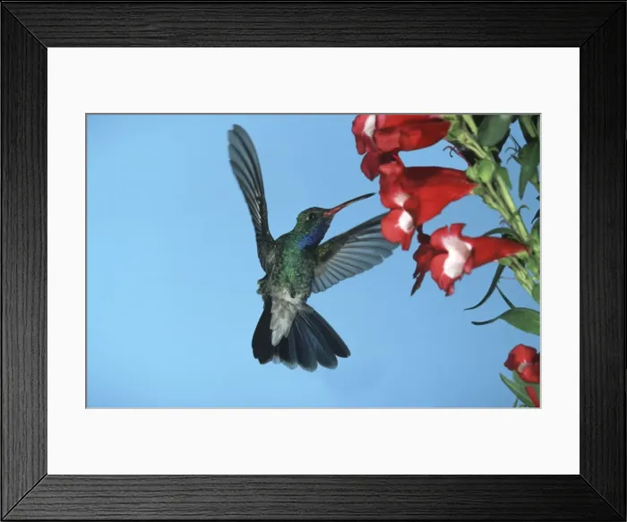 Framed Print : Broad-Billed Hummingbird FG 12417 Male in flight feeding from flower - South Arizona, USA Cynanthus latirostris © Francois Gohier / ardea. com Framed Print : Broad-Billed Hummingbird FG 12417 Male in flight feeding from flower - South Arizona, USA Cynanthus latirostris © Francois Gohier / ardea. com