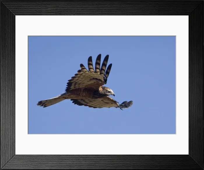 Framed Print : Square-tailed Kite - in flight - Ti Tree, Northern Territory, Australia Framed Print : Square-tailed Kite - in flight - Ti Tree, Northern Territory, Australia