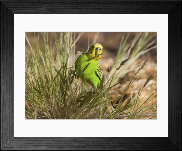 Framed Print : Budgerigar  /  Budgie  /  Common Pet Parakeet  /  Shell Parakeet - eating grass seeds - near Alice Springs, Northern Territory, Australia