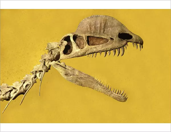 Dinosaurs - Dilophosaurus Early Jurassic, Arizona. Theropod (flesh-eating) dinosaur. Had two fragile bony crests along its head. Display at the Royal Tyrrell Museum of Paleontology, Drumheller, Alberta, Canada