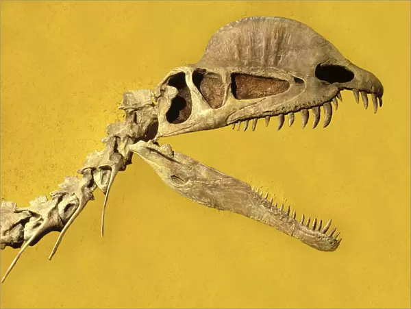 Dinosaurs - Dilophosaurus Early Jurassic, Arizona. Theropod (flesh-eating) dinosaur. Had two fragile bony crests along its head. Display at the Royal Tyrrell Museum of Paleontology, Drumheller, Alberta, Canada